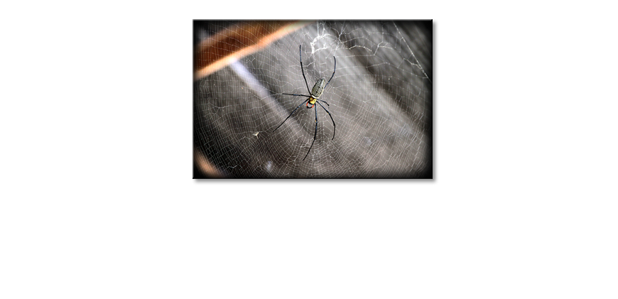 Le-tableau-imprimé-Beautiful-Spider