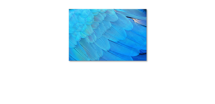 Le-tableau-mural-Bird-Feathers