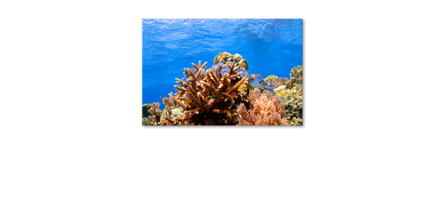 Le-tableau-mural-Corals-Reef