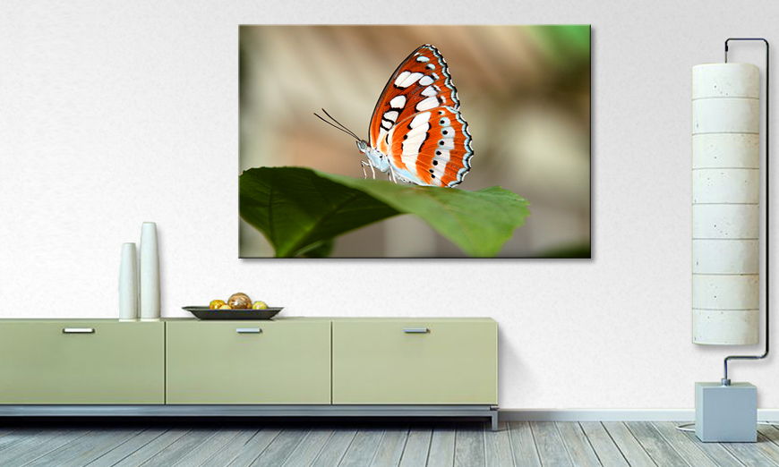Le tableau mural Orange Butterfly