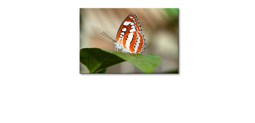 Le-tableau-mural-Orange-Butterfly