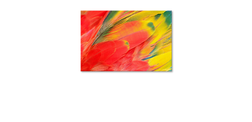 Le-tableau-mural-Parrot-Feathers