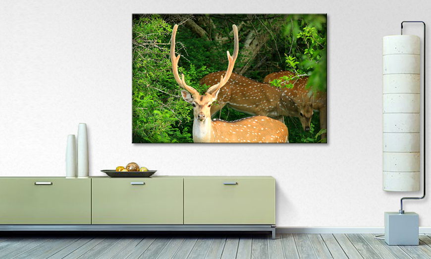 Le tableau mural Watching deer