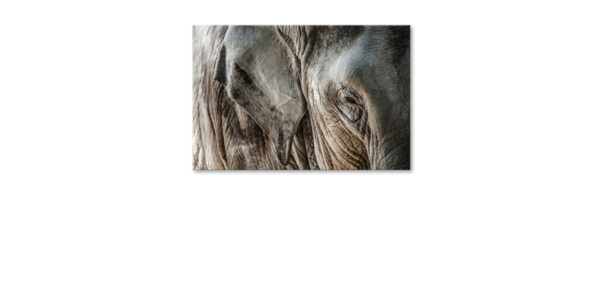 Limpression-sur-toile-Eye-of-Elephant