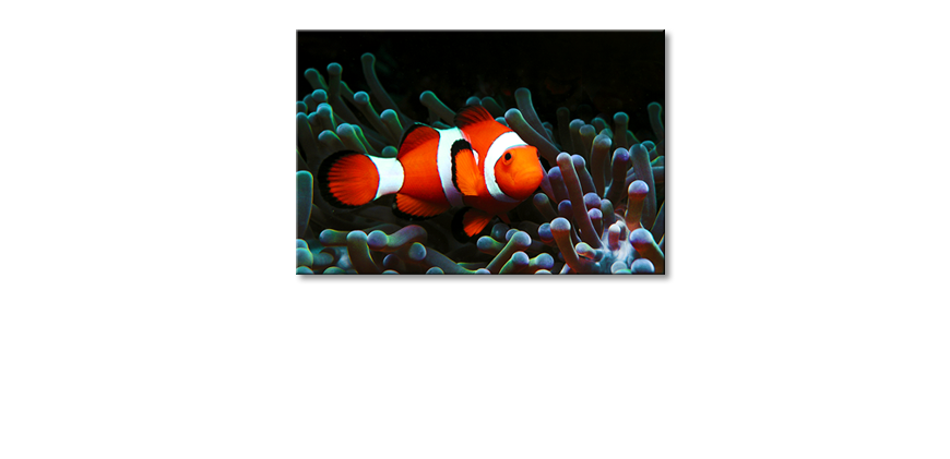 Limpression-sur-toile-Nemo