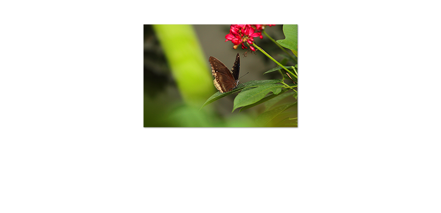 Le-Affiche-Brown-Butterfly