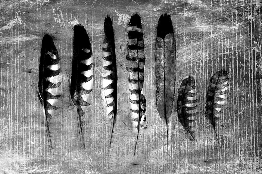 Papier peint Monochrome Feathers